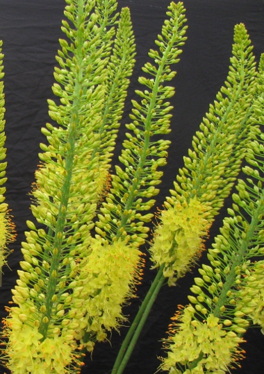 Eremurus stenophyllus 